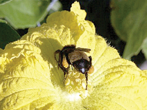 Food crops depend on the hard work of pollinators